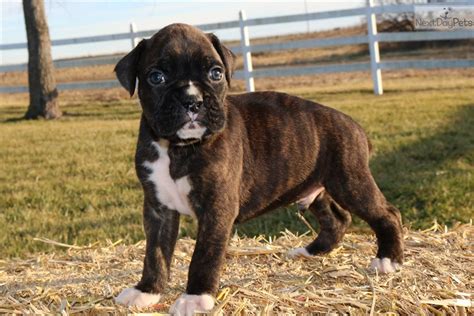 Boxer puppies born march nineteenth are starting their search for their forever homes. Slater: Boxer puppy for sale near Kansas City, Missouri. | effc5fac-9451