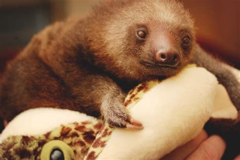 Hand Raised Sloth Thrives At Rosamond Ford Zoo Zooborns