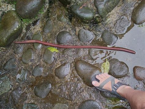Giant Earthworm With My Foot For Scale Mindo Loma Ecuador Flickr