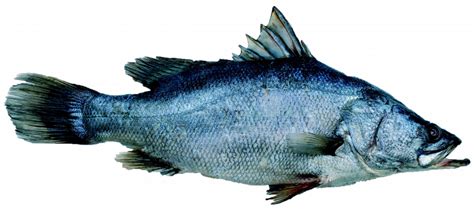Lake Victoria Perch Anova Seafood