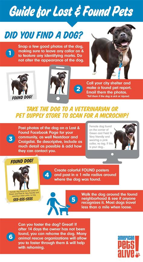 American Pets Alive! | What to Do When You Find a Dog and the Shelter