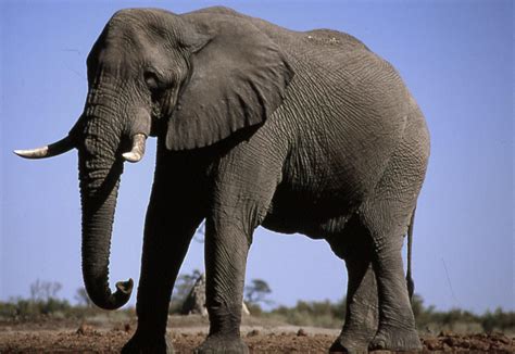 Botswana Safari - African Elephant - Botswana Wildlife Guide