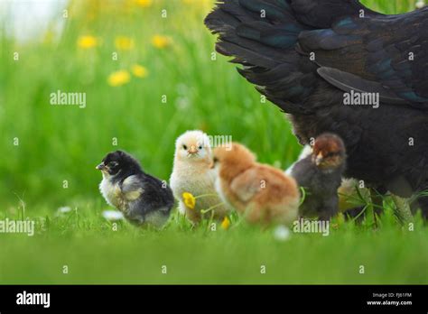 Domestic Fowl Gallus Gallus F Domestica Domestic Hen With Chicks In