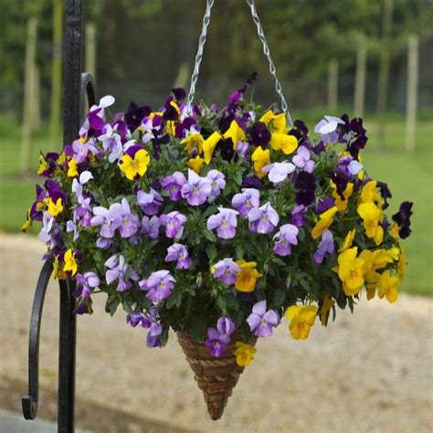 Pansy Trailing Freefall Mix Autumn And Winter Flowering Tray Of 40