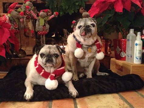 Pin By Nikey Mattson On Christmas Cuties Dogs Animals Four Legged