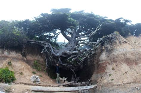 40 Of The Most Interesting Trees Around The World Mental Floss
