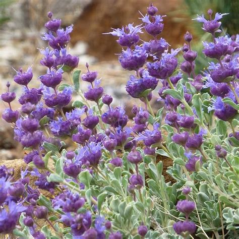 Salvia Dorrii Desert Purple Sage High Country Gardens Purple