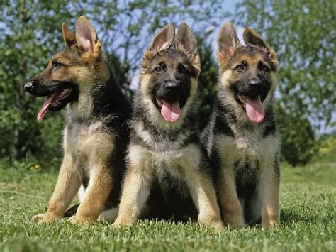 German Shepherd Pros And Cons What To Consider Before Buying World