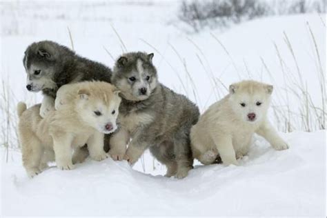 Siberian Husky Litter Of Four Puppies In Snow Photographic Print