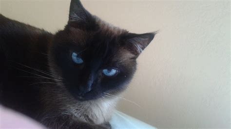 What color coat does a burmese have? Change of Eye Color in a Siamese Cat - PoC