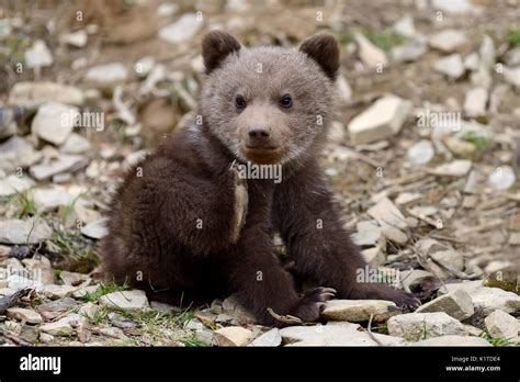 Wild Brown Bear Cub Close Up Stock Photo Alamy