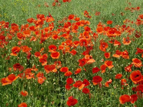 Red Poppies Summer Field Free Image Download