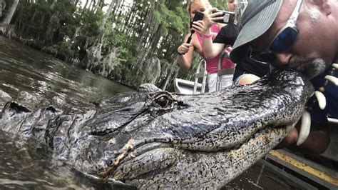 New Orleans Swamp Tour Private Gator Attractions Swamp Tour New