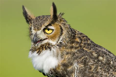 Arquazuarma Owls Hooting