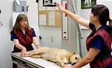 South Austin Animal Clinic Images