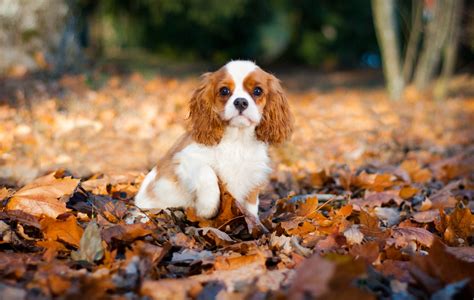 Cavalier King Charles Spaniel Do They Shed Ruby Cavalier King