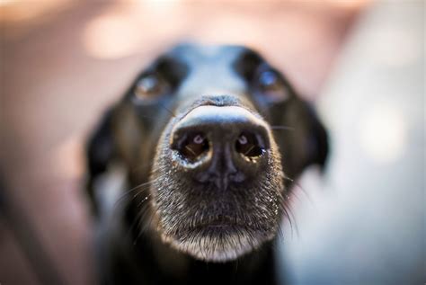 3d Printed Dog Nose Advances National Security 3d Printing Industry