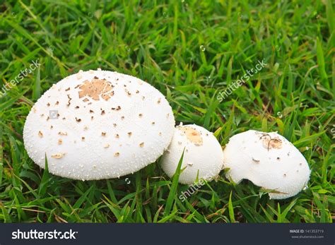 White Mushroom On Green Grass Nature Mushroom Stock Photos White