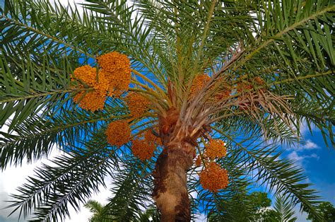 Filedate Palm Tree Wikimedia Commons