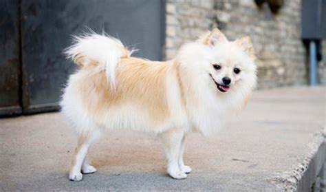 20 Of The Most Popular Small Dog Breeds