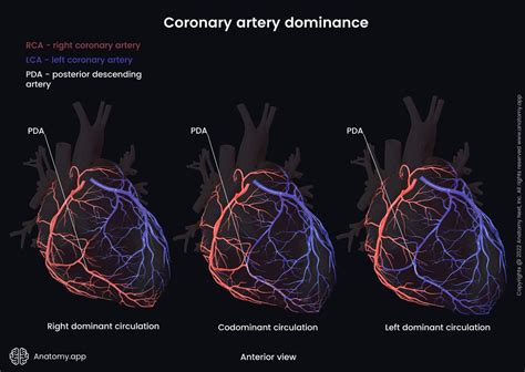 Left Coronary Artery Encyclopedia Anatomyapp Learn Anatomy 3d