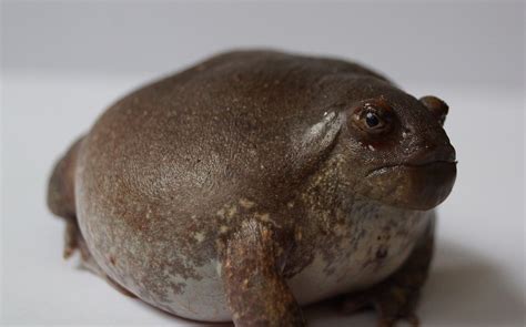 Real Monstrosities Blunt Headed Burrowing Frog