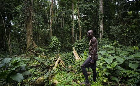 Congo Rainforest Homes Democratic Republic Of The Congo Settlement