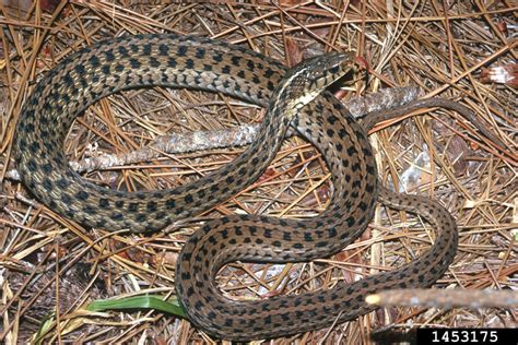 Common Garter Snake Thamnophis Sirtalis Sirtalis