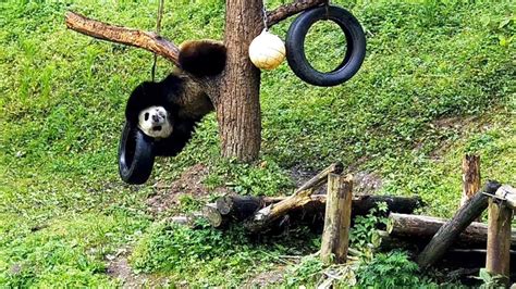 Curious Giant Pandas Check Out Unique Toys Cgtn