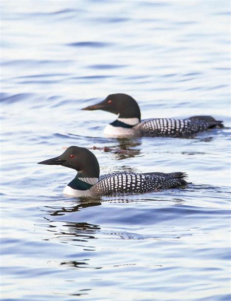 FYI Bemidji 2023 by Bemidji Pioneer - Issuu