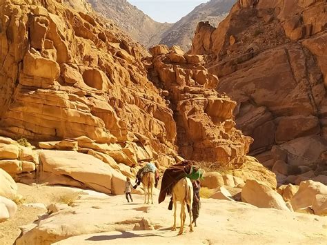 how bedouin culture is shaping tourism in egypt s sinai desert