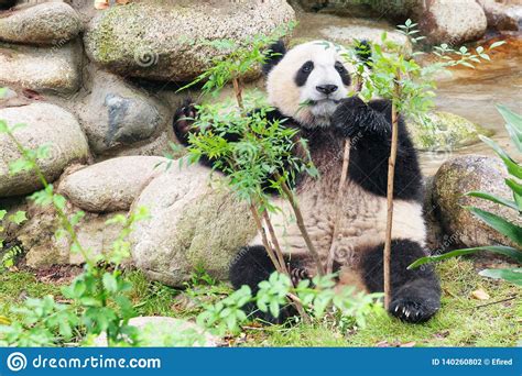 Cute Young Giant Panda Looking At The Camera Through Foliage Stock