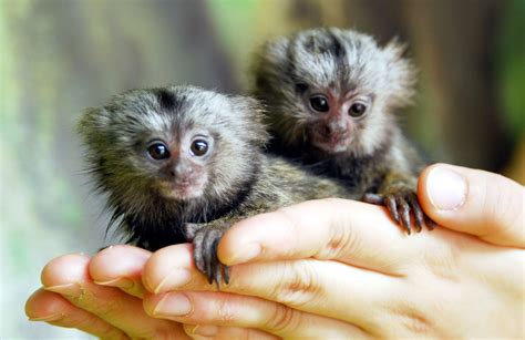 32+ Marmoset for sale ideas