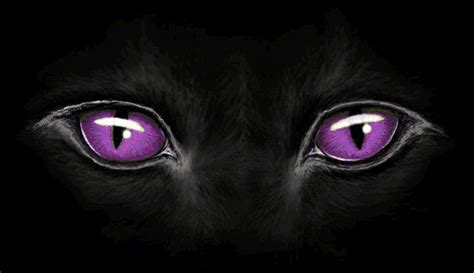 A Black Cats Face With Purple Eyes
