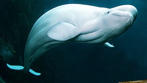 74 Beluga Whale Wallpaper