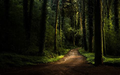 Path In Dark Forest Hd Wallpaper Background Image 1920x1200 Id