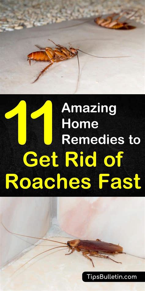 How To Get Rid Of Roaches Fast All You Need Infos