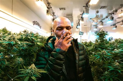 Mike tyson was born in brooklyn, ny, coming up hard with no father and a mom who died when he was a teenager. Mike Tyson reveals he's 'pretty much' given up marijuana ...