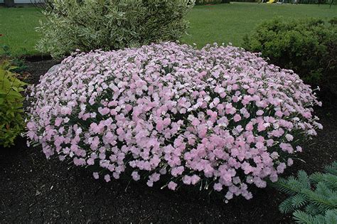 Mountain Mist Pinks Dianthus Gratianopolitanus Mountain Mist In