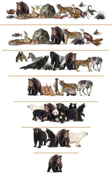 Animal Kingdom Classification Chart With Examples Classification Of