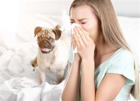 When Dog Owners Are Allergic To Their Best Furry Friends The