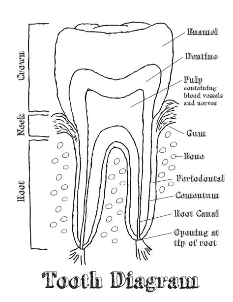 Dental Diagram Of Teeth