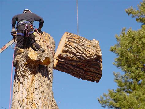 Guide To Tree Removal Costs And Prices
