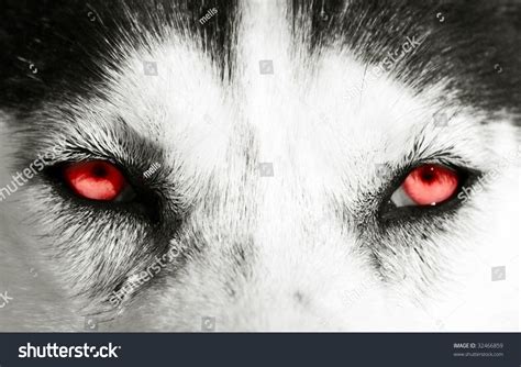 The redness can affect both or one eye depending on what the cause is. Close On Red Eyes Dog Stock Photo 32466859 - Shutterstock