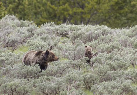 Following Record Year Of Yellowstone Grizzly Deaths Officials Discuss