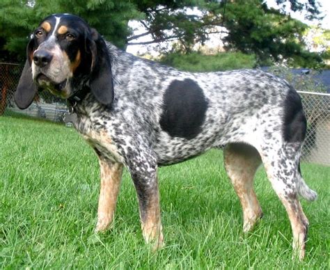 Picture 1 Of 2 Bluetick Coonhound Pictures And Images Animals A Z