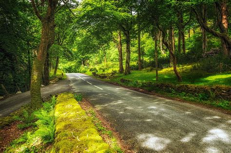 Green Leafed Trees Road Greens Forest Trees Park Switzerland