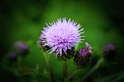 Thistle Photograph By Ryan Garden Fine Art America