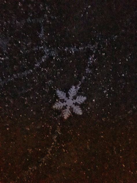 Day 354365 Thats The Biggest Snowflake Ive Ever Seen Running Picture