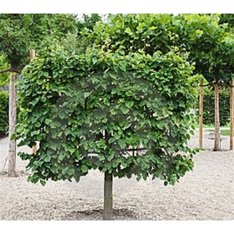 Espalier Lime Citrus Trees For Sale Online Plants Melbourne
